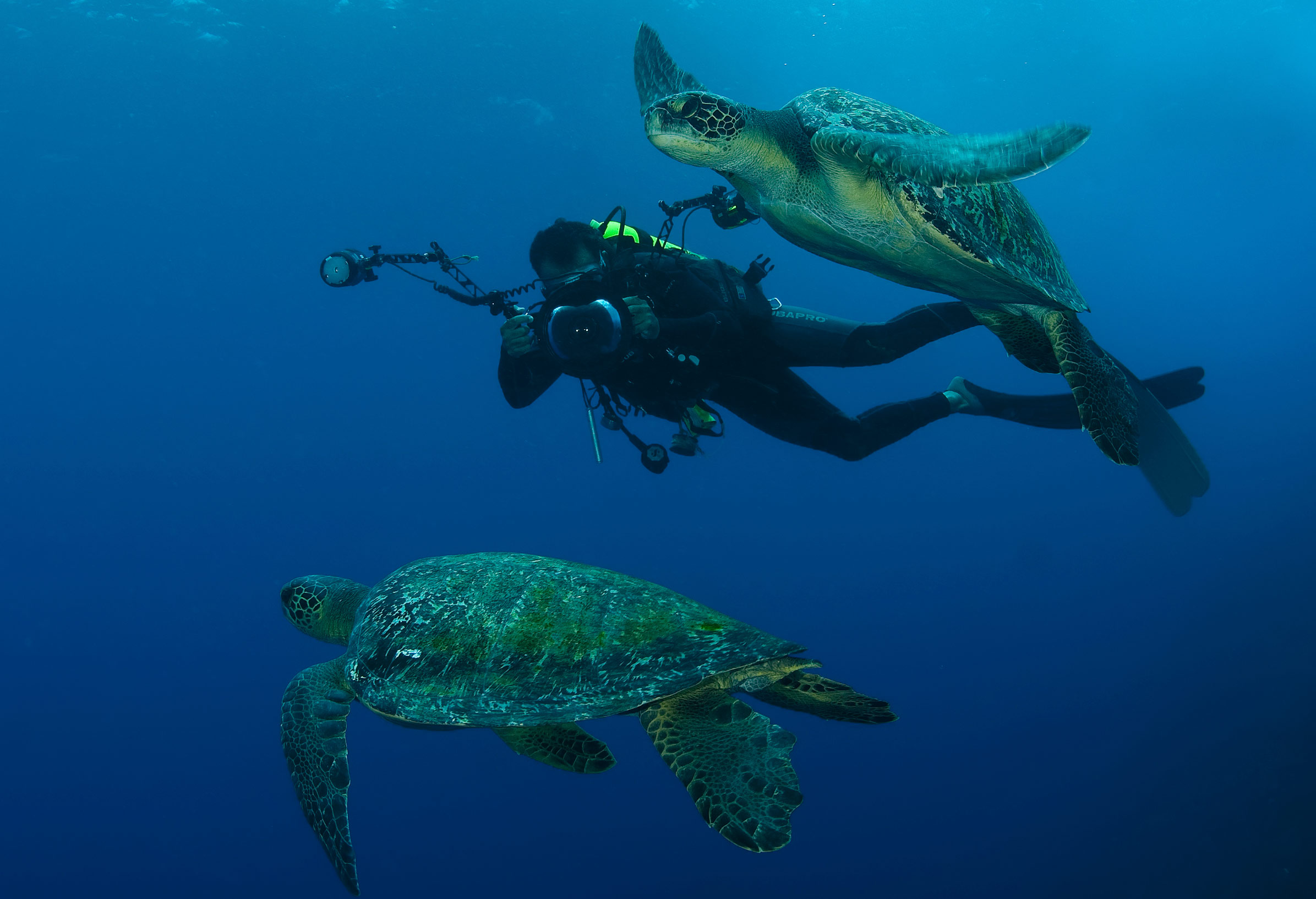 Turtle Island Restoration Network